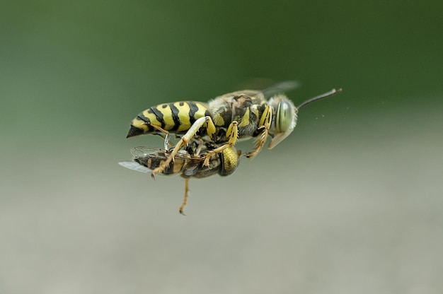 Fliegende Wespen bringen Fliegen zur Beute