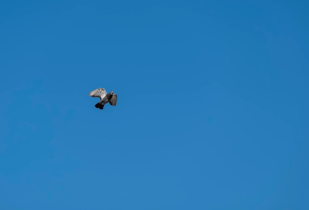 Fliegender Brieftaubenvogel in Aktion isoliert auf blauem Himmelshintergrund