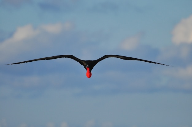 Fliegender Fregattvogel