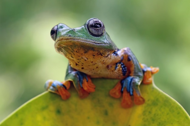 Fliegender Frosch auf Ast schöner Laubfrosch auf grünen Blättern rachophorus reinwardtii Javanischer Laubfrosch