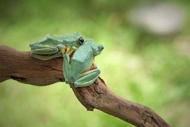 Fliegender Frosch auf Ast