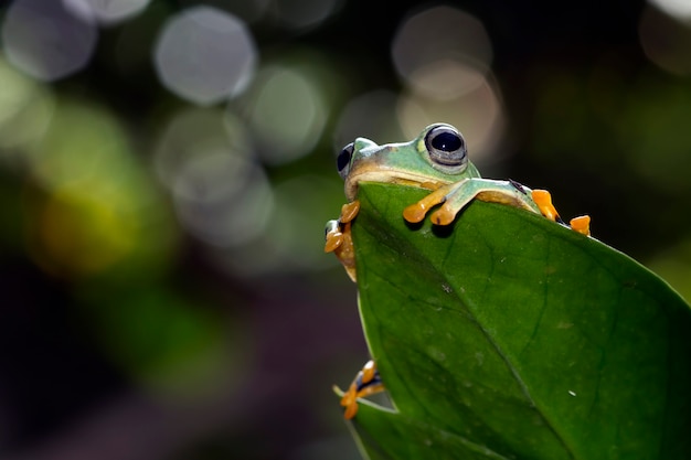 Fliegender Frosch, der auf Blume sitzt