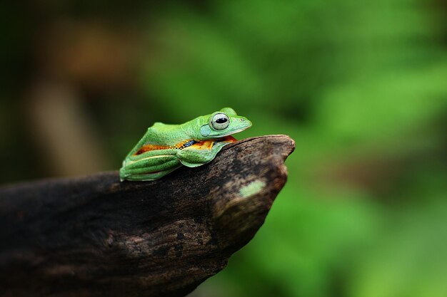 Fliegender Frosch ist ein Frosch, der die Fähigkeit zum Gleitflug hat