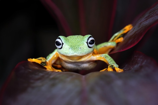 Fliegender Frosch Nahaufnahme Gesicht auf Ast Javan Laubfrosch Nahaufnahme Bild Rhacophorus reinwartii auf grünen Blättern