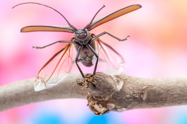 Fliegender käfer