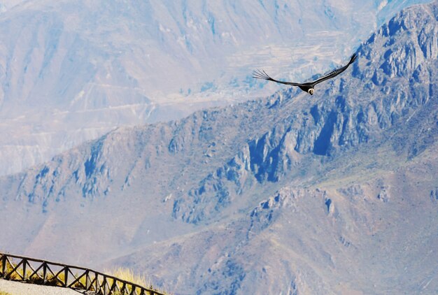 Fliegender Kondor in der Colca-Schlucht, Peru