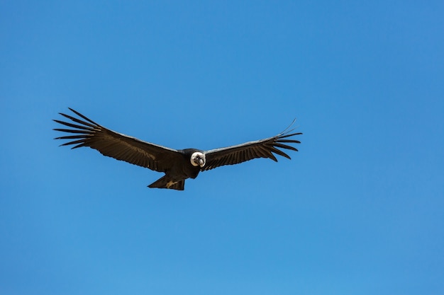 Fliegender Kondor in der Colca-Schlucht, Peru