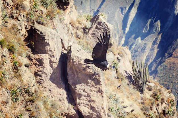 Foto fliegender kondor in der colca-schlucht, peru