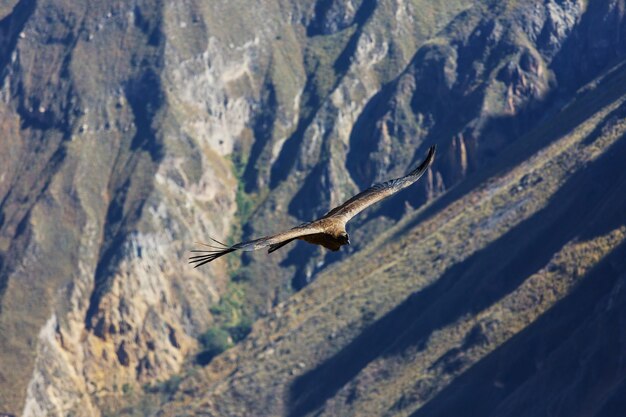 Fliegender Kondor in der Colca-Schlucht, Peru