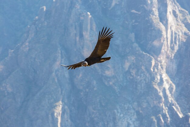 Fliegender Kondor in der Colca-Schlucht, Peru