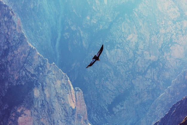 Fliegender kondor in der colca-schlucht, peru