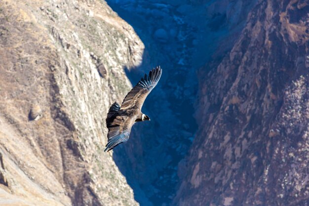 Fliegender Kondor über Colca-Schlucht PeruSüdamerika Dieser Kondor ist der größte fliegende Vogel der Erde