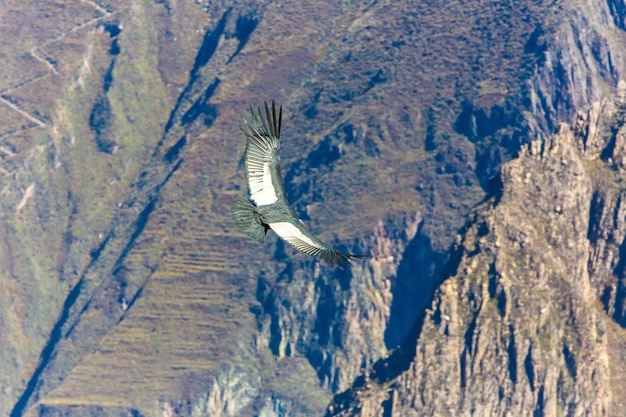 Fliegender Kondor über Colca-Schlucht PeruSüdamerika Dieser Kondor ist der größte fliegende Vogel der Erde