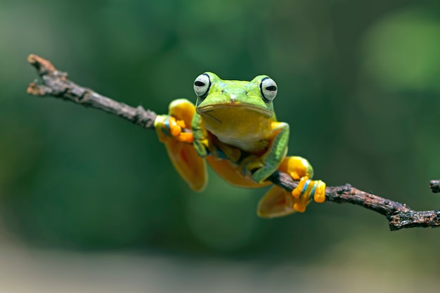 fliegender Laubfrosch, Rhacophorus reinwardtii, javanischer Laubfrosch