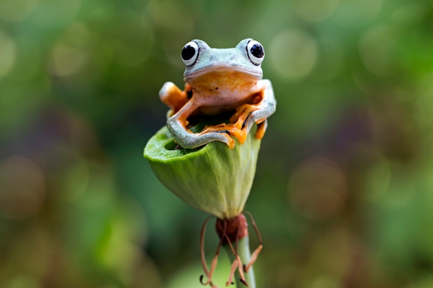 fliegender Laubfrosch, Rhacophorus reinwardtii, javanischer Laubfrosch