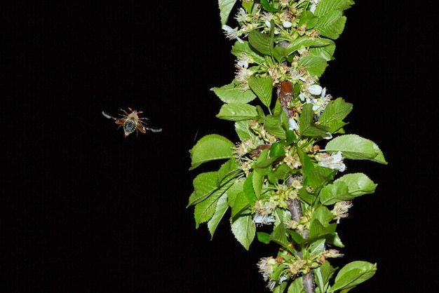 Fliegender Maikäfer nahe dem Apfelbaum in der dunklen Nacht