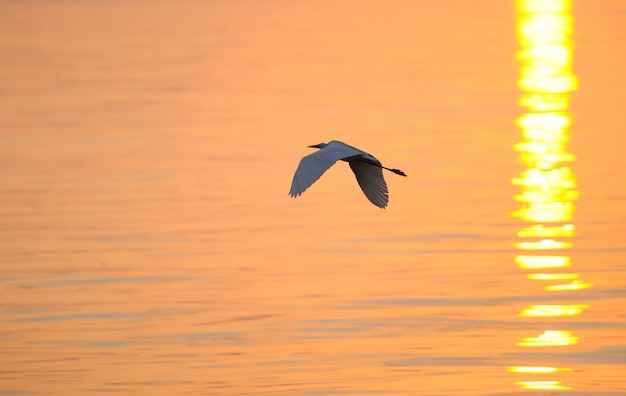 Fliegender Vogel über Meer