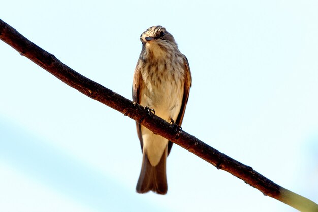 Fliegenfänger Vogel auf einem Ast