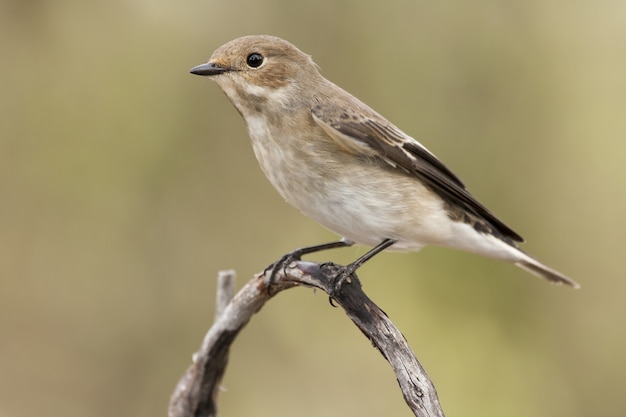 Fliegenfängervogel thront auf einem Zweig mit einem unscharfen Hintergrund