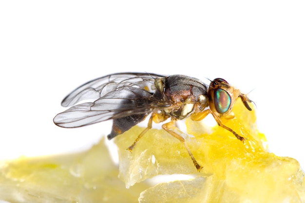 Fliegenfütterung aus Honig