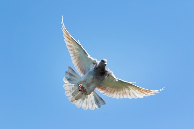 Fliegengeschwindigkeitstaubenvogel gegen klaren blauen Himmel