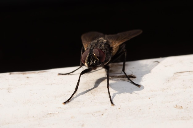 Fliegenmakro-Nahaufnahme-Porträt