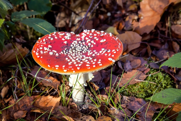 Fliegenpilz-Fliegenpilz (Amanita muscaria)