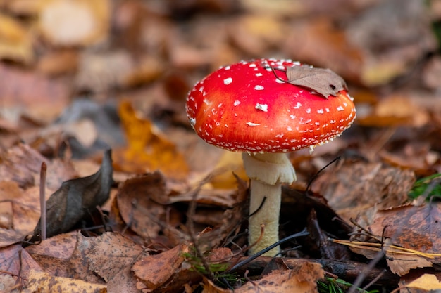 Fliegenpilz - gefährlicher, aber schöner Mashroom mit weißen Punkten auf einer roten Kappe