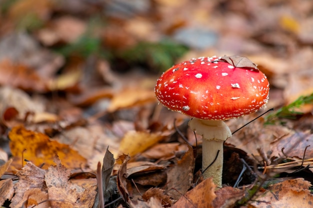 Fliegenpilz - gefährlicher, aber schöner Mashroom mit weißen Punkten auf einer roten Kappe