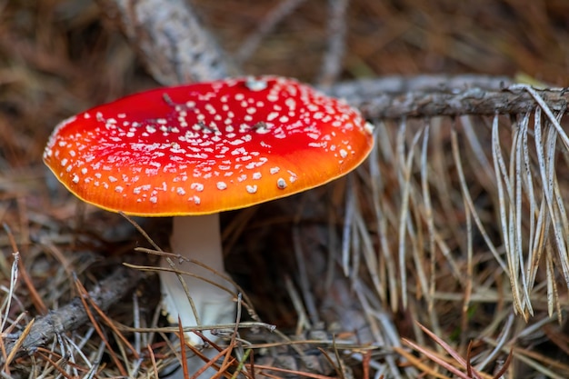 Fliegenpilz - gefährlicher, aber schöner mashroom mit weißen punkten auf einer roten kappe