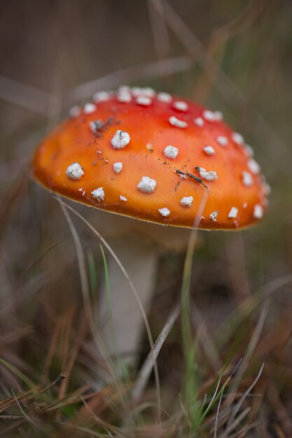 Fliegenpilz im herbstlichen Wald