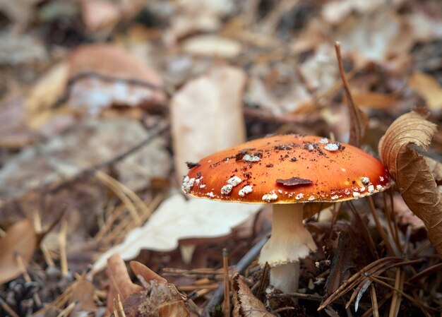 Fliegenpilz im Herbstwald, umgeben von Laub