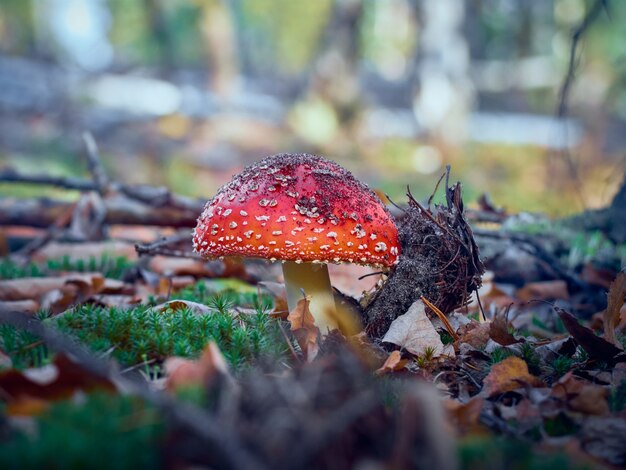 Fliegenpilz im Herbstwald