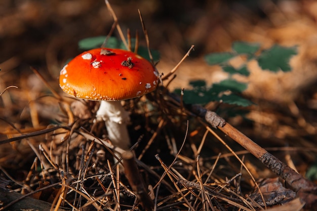 Fliegenpilz im Wald hautnah