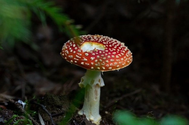 Fliegenpilz, Nahaufnahme. Amanita muscaria oder Fliegenpilz oder Fliegenpilz ist ein psychoaktiver Basidiomycetenpilz und ein ungenießbarer giftiger Pilz.