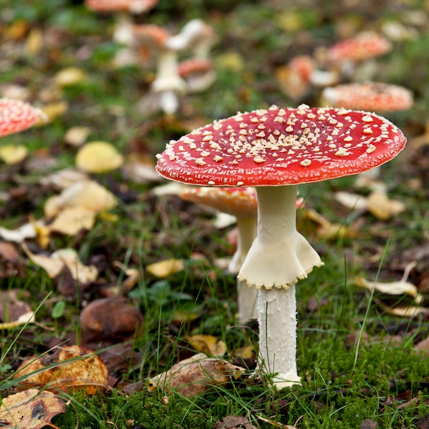 Fliegenpilz oder Fliegen Amanita Pilze, Amanita Muscaria