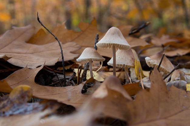 Fliegenpilze und verwelkte Blätter im Herbstwald