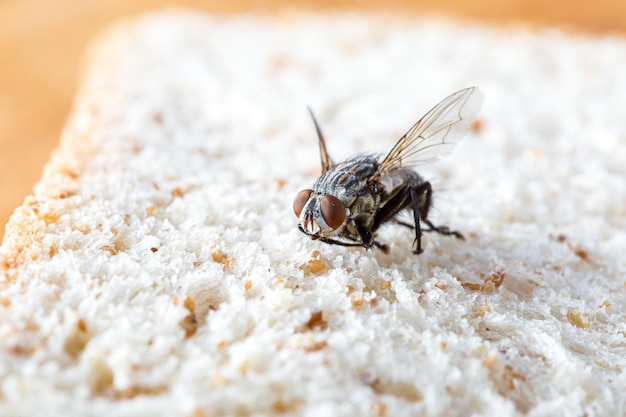 fliegt auf Brot