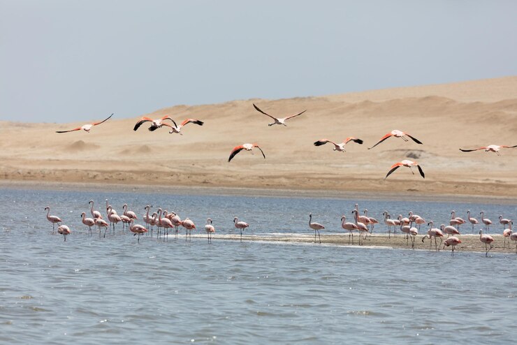 Foto flock von möwen am strand