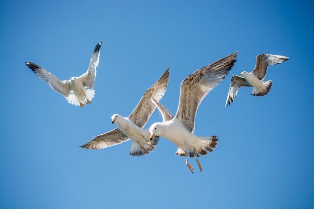 Flock von Möwen, die am Himmel fliegen