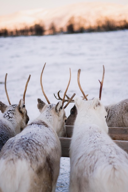 Foto flock von vögeln am strand im winter