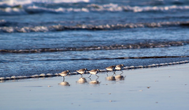 Flock von Vögeln am Strand