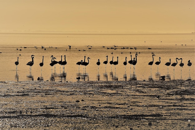 Foto flock von vögeln am strand