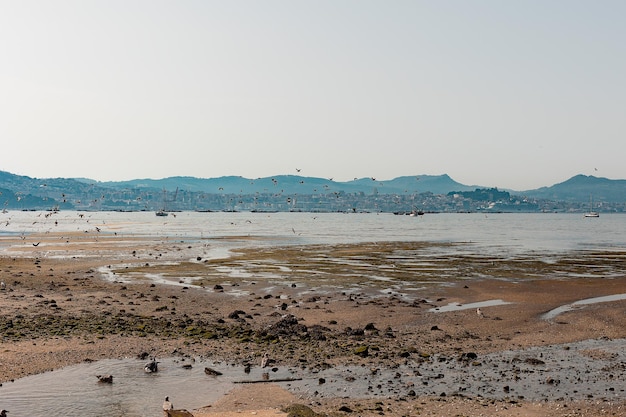 Foto flock von vögeln am strand