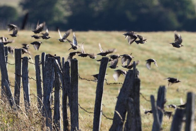 Flock von Vögeln auf einem Holzpfosten