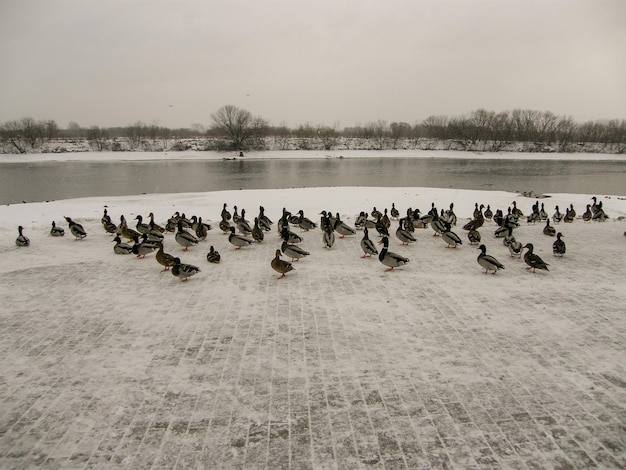 Foto flock von vögeln im see im winter