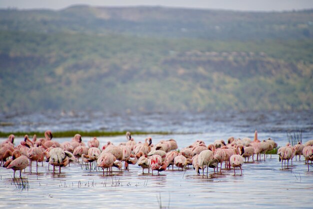 Foto flock von vögeln im see