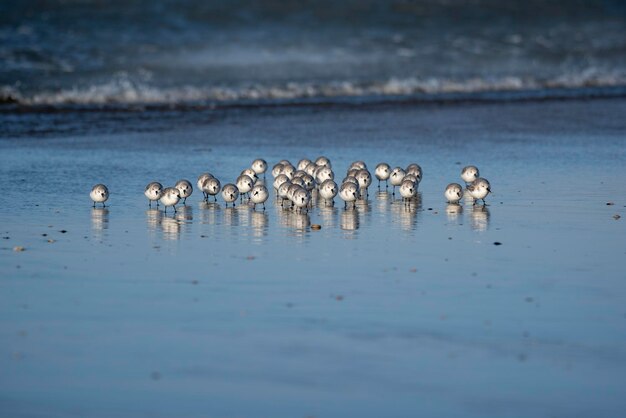 Foto flock von vögeln sitzt am ufer am strand