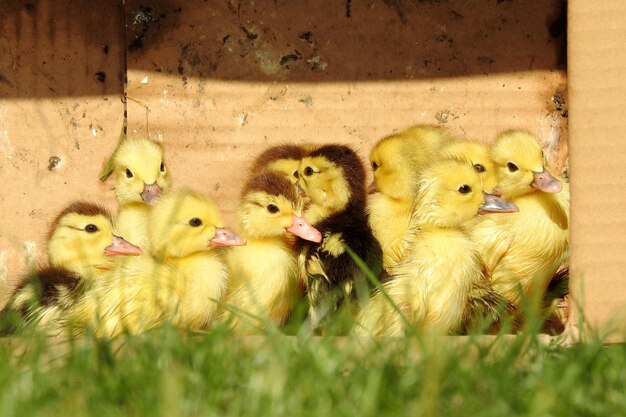 Foto flock von vögeln