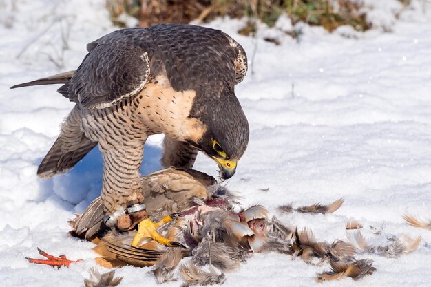 Foto flock von vögeln